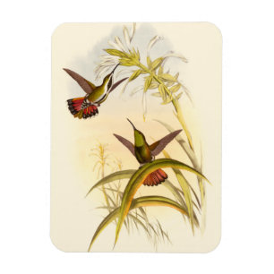 Twee kleurige Hummingvogels die op dezelfde bloem Magneet