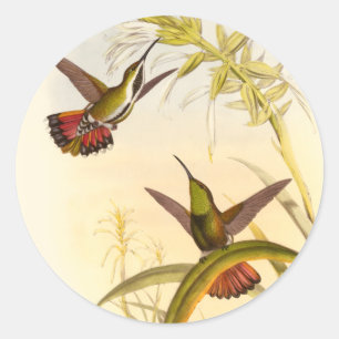 Twee kleurige Hummingvogels die op dezelfde bloem  Ronde Sticker