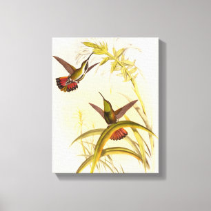 Twee kleurige Hummingvogels die op dezelfde trap w Canvas Afdruk