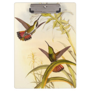Twee kleurige Hummingvogels die op dezelfde trap w Klembord