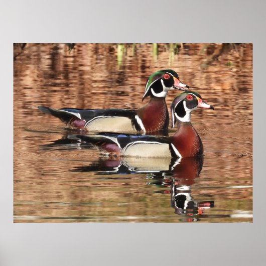 Twee kleurrijke mannelijke hout Eenden zwemmen in Poster (Voorkant)