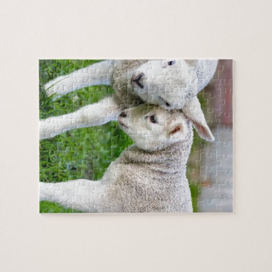 Twee knuffelende en liefhebbende witte lammeren legpuzzel (Horizontaal)