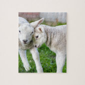 Twee knuffelende en liefhebbende witte lammeren legpuzzel (Verticaal)