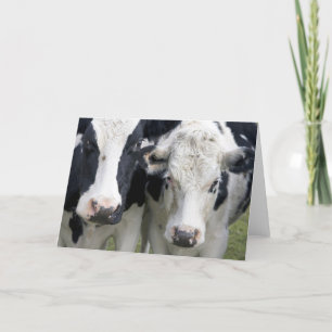 Twee koe hallo kijken op om te zeggen. kaart