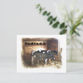 Twee koeien briefkaart (Staand voorkant)