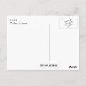 Twee koeien briefkaart (Achterkant)