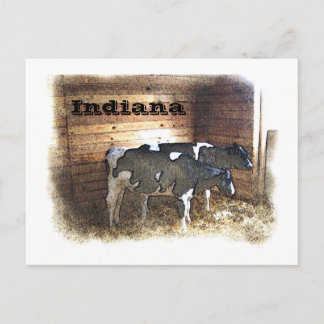 Twee koeien briefkaart