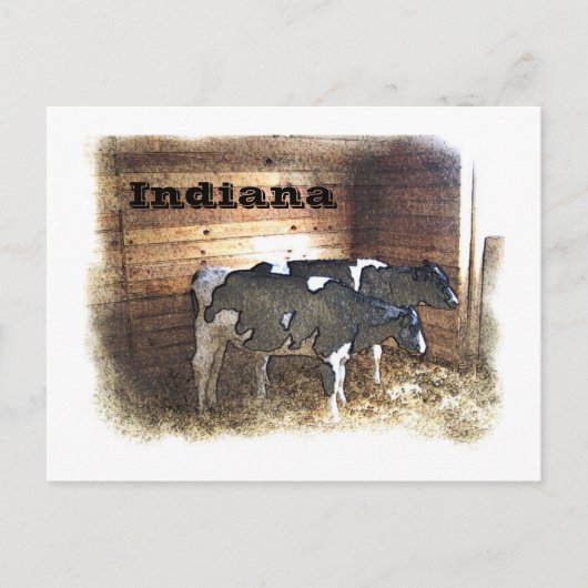 Twee koeien briefkaart (Voorkant)