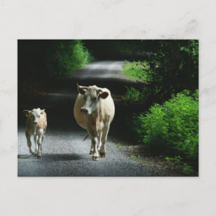 Twee koeien op het Briefkaart van Bummel