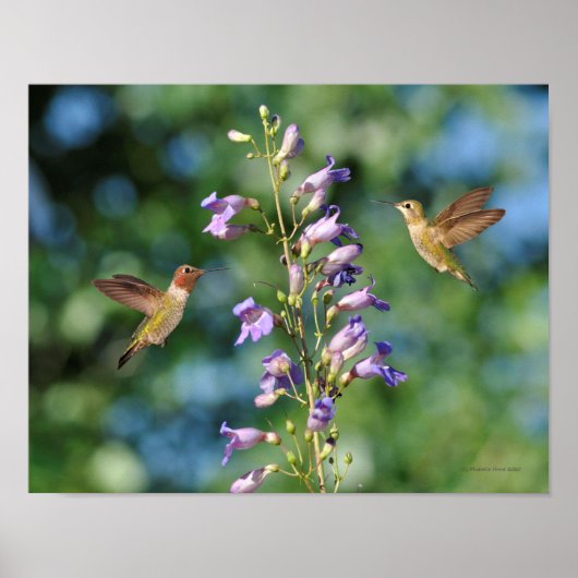 Twee koetsvogels in vlucht met bloemen poster (Voorkant)