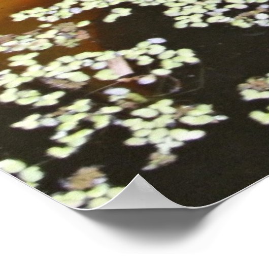 Twee Koi in Pond Poster (Hoek)