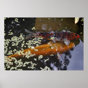 Twee Koi in Pond Poster