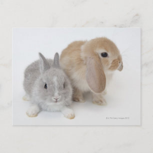 Twee konijnen. Nederland Dwarf en Holland Lop. Briefkaart
