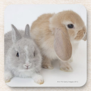 Twee konijnen. Nederland Dwarf en Holland Lop. Onderzetter