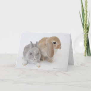Twee konijnen   Nederland Dwarf & Holland Lop Kaart