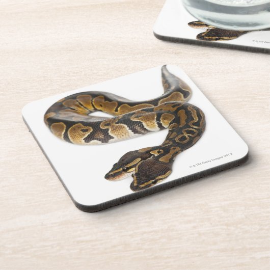 Twee kopende Koninklijke Python of Ball Python - P Drankjes Onderzetter (Linkerzijde)