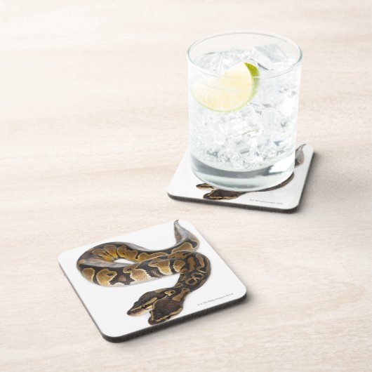 Twee kopende Koninklijke Python of Ball Python - P Drankjes Onderzetter (Rechterzijde)