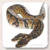 Twee kopende Koninklijke Python of Ball Python - P Drankjes Onderzetter (Voorkant)
