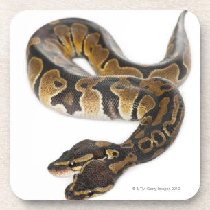 Twee kopende Koninklijke Python of Ball Python - P Drankjes Onderzetter