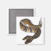 Twee kopende Koninklijke Python of Ball Python - P Magneet (Voorkant / Achterkant)