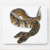 Twee kopende Koninklijke Python of Ball Python - P Muismat (Voorkant)