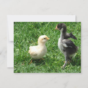 Twee kuikens lichte onenigheid briefkaart