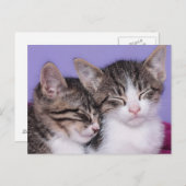 Twee Kute Kittens Napping Briefkaart (Voorkant / Achterkant)