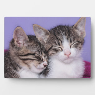 Twee Kute Kittens Napping Fotoplaat