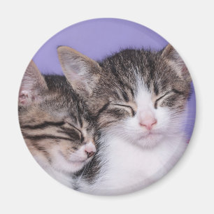 Twee Kute Kittens Napping Magneet