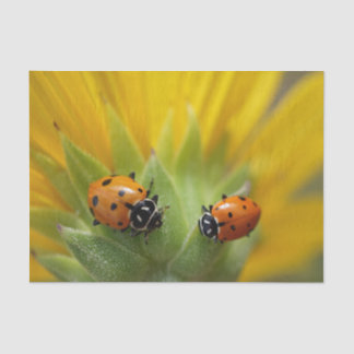Twee Lady Bugs op een zonnebloempapier Tissuepapier