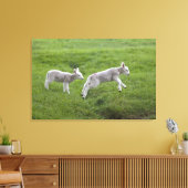Twee lammeren canvas afdruk (Insitu (Woonkamer))