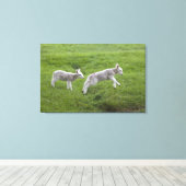 Twee lammeren canvas afdruk (Insitu (Houten vloer))