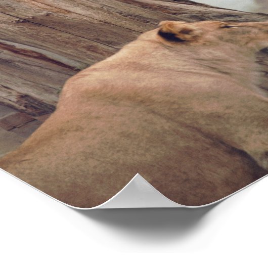 Twee leeuwen in de WIld-muur Poster (Hoek)