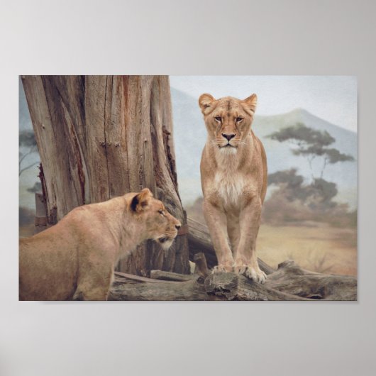 Twee leeuwen in de WIld-muur Poster (Voorkant)