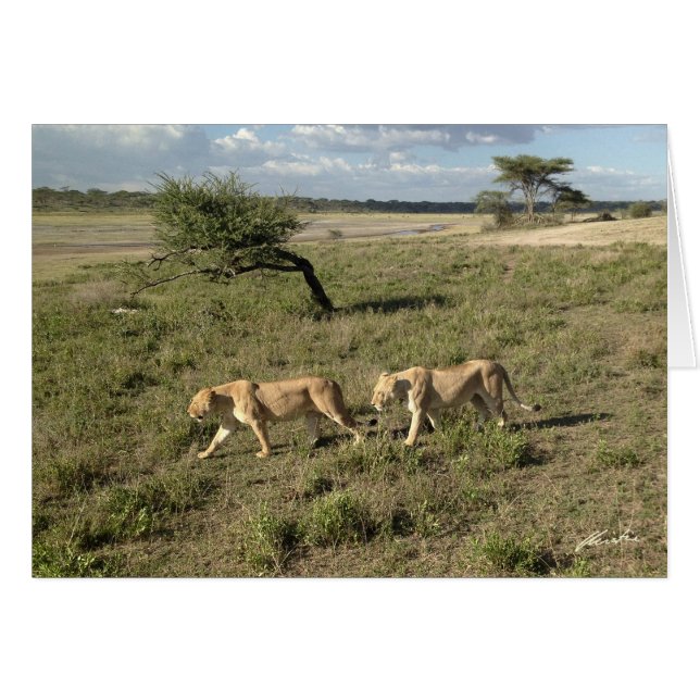 Twee leeuwen lopen (Ndutu-gebied) (Voorkant Horizontaal)