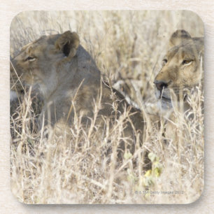 Twee leeuwen verborgen in droog gras, Kruger Natio Drankjes Onderzetter