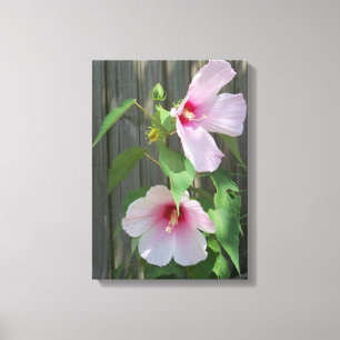 Twee lichtroze hibiscusbloemen canvas afdruk