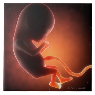 Twee maanden oude foetus tegeltje