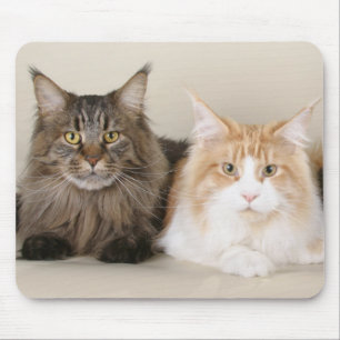 Twee Maine Coon Cats Muismat