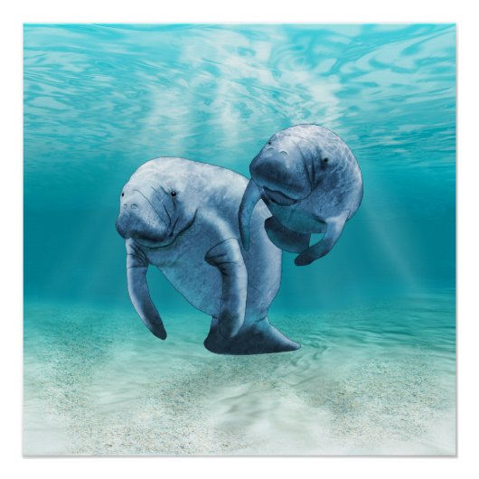 Twee Manatees die zwemmen Perfect Poster (Voorkant)