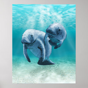 Twee Manatees die zwemmen Poster