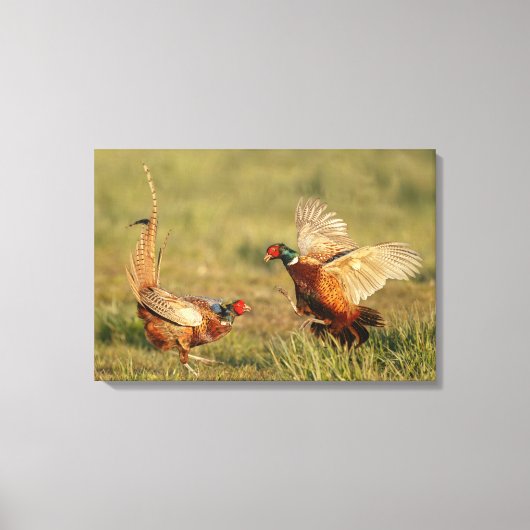 Twee mannelijke ringnek fazanten vechten. canvas afdruk (Voorkant)