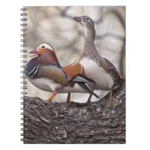 Twee mannetjes die vechten om een vrouwelijke mand notitieboek