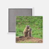 Twee marmotten magneet (Voorkant / Achterkant)