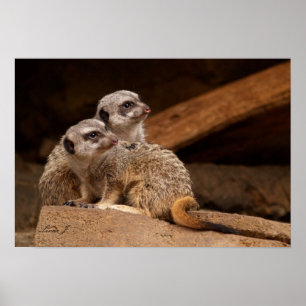 Twee Meerkat Canvas afdrukken Poster