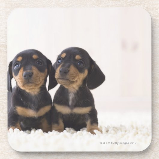 Twee Mini Dachshund-vergaderingen Onderzetter (Voorkant)