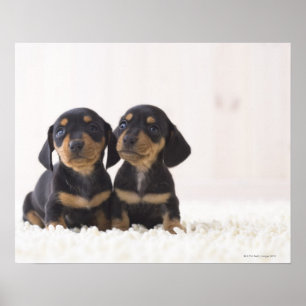 Twee Mini Dachshund-vergaderingen Poster