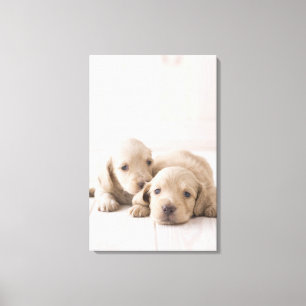Twee Miniature Dachshund Canvas Afdruk