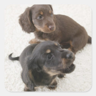 Twee miniatuurdachshunds, Studio Shot Vierkante Sticker