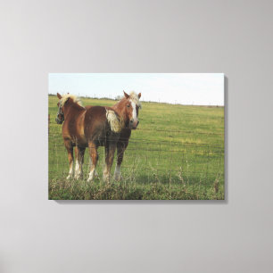 Twee mooie barnsteenkleurige paarden naast een boe canvas afdruk